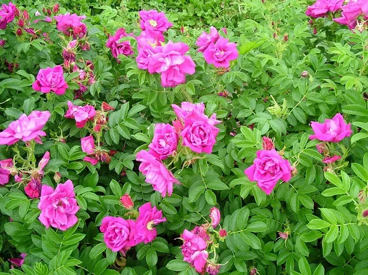 rosa rugosa exception quelle variété de roses pour une haie parfumée