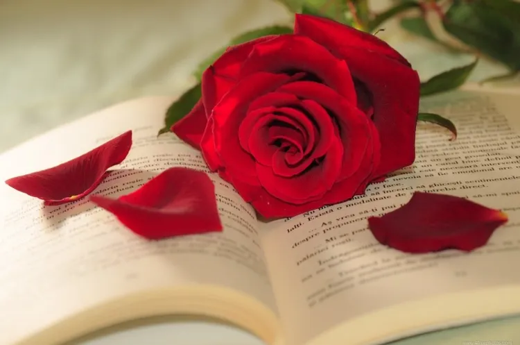 séchage des pétales de rose dans le papier aromatique faire secher des petales de roses fraiches livre micro ondes air libre conseils beaute eternelle methodes conseils