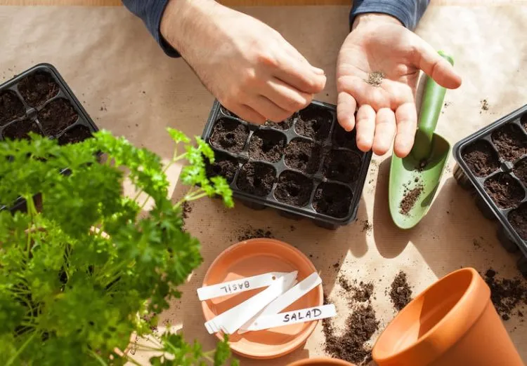 semer des graines de fruits et legumes du commerce conseils recolte avocat carottes mangue jardin maison pot terre
