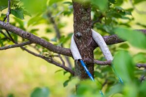 support branche arbre fruitier methodes conseils jardin pommiers fil fer lattes prevention agrafe clous résine bandes caoutchouc gomme