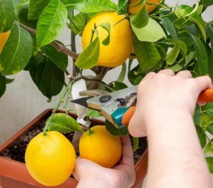 tailler un citronnier en pot conseils quand comment erreurs video tuto hiver printemps maladie jardin