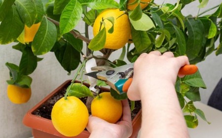 tailler un citronnier en pot conseils quand comment erreurs video tuto hiver printemps maladie jardin