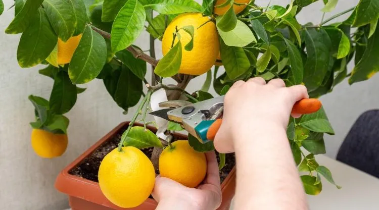 tailler un citronnier en pot conseils quand comment erreurs video tuto hiver printemps maladie jardin