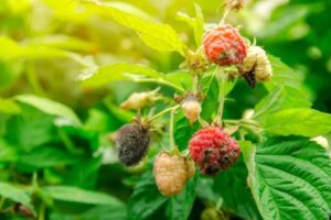 traiter la rouille sur les framboisiers naturel fer ail conseils methodes jardin astuces 2023