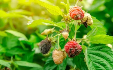 traiter la rouille sur les framboisiers naturel fer ail conseils methodes jardin astuces 2023