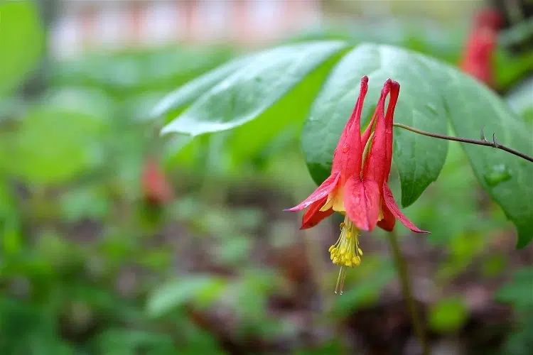 ancolie floraison