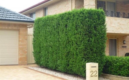 arbres qui poussent vite ne perdent pas feuilles pour cacher vis à vis cyprès de leyland