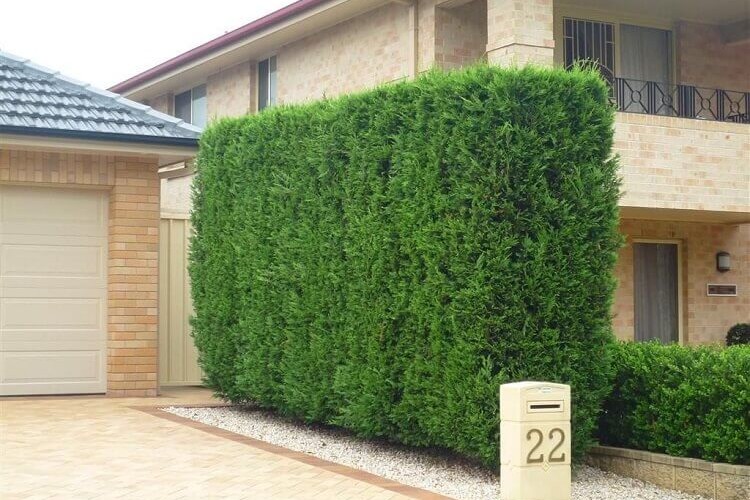 arbres qui poussent vite ne perdent pas feuilles pour cacher vis à vis cyprès de leyland