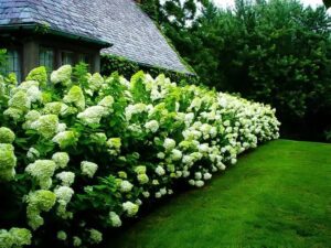 arbuste fleuri qui pousse vite hortensia entretien facile mi ombre