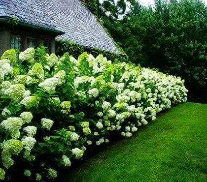 arbuste fleuri qui pousse vite hortensia entretien facile mi ombre