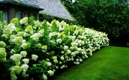 arbuste fleuri qui pousse vite hortensia entretien facile mi ombre