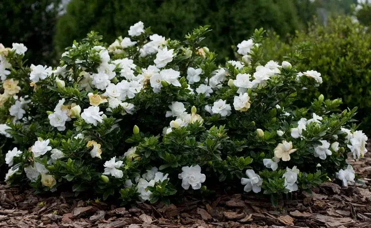 arbuste odorant à feuillage persistant cultiver gardénia jardin été jasmin du cap
