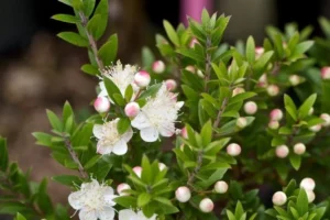 arbuste odorant et persistant jardin été myrtus communis