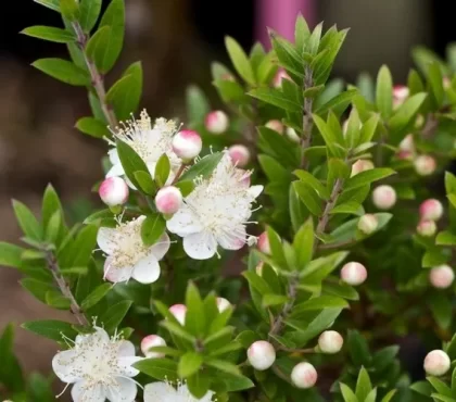 arbuste odorant et persistant jardin été myrtus communis