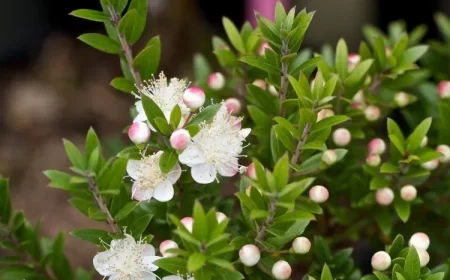 arbuste odorant et persistant jardin été myrtus communis