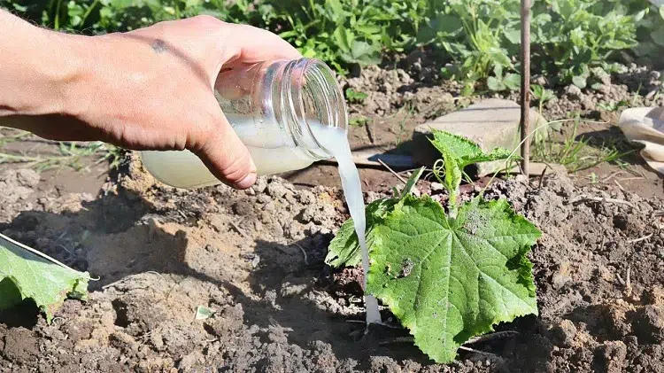 arroser les courgettes avec du lait