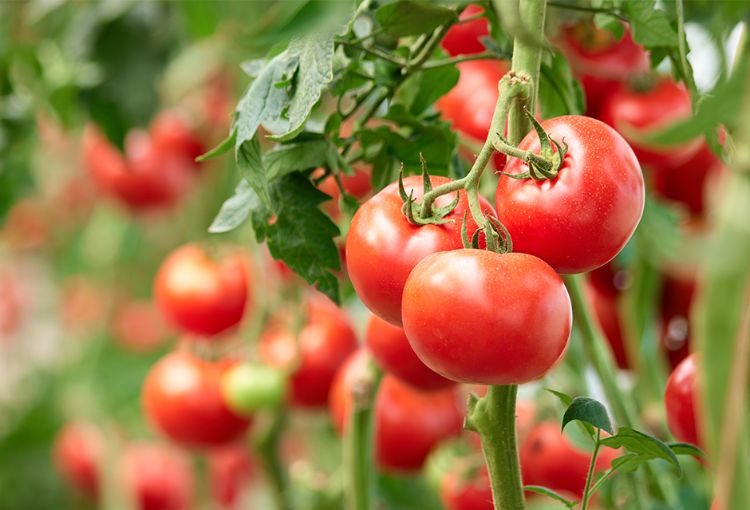 arroser les tomates avec de l'eau salée