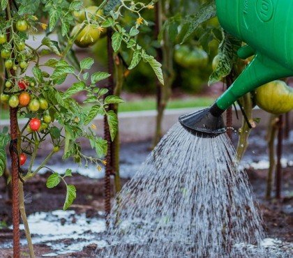 astuces arroser moins jardin canicule gaspillage eau arrosage faire des économies eau protéger plantes chaleur