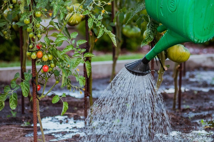 astuces arroser moins jardin canicule gaspillage eau arrosage faire des économies eau protéger plantes chaleur