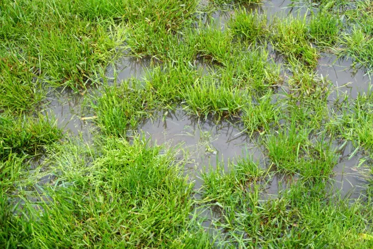astuces comment éliminer eau stagnante pelouse jardin drainage sol stagnation eau de pluie