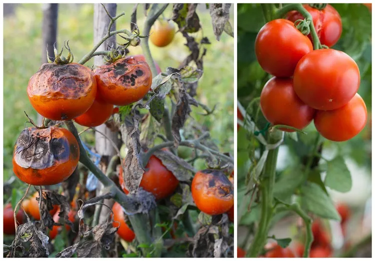astuces comment protéger son potager pendant les vacances des maladies et des parasites traitement prévention fraisiers tomates taches noires mildiou