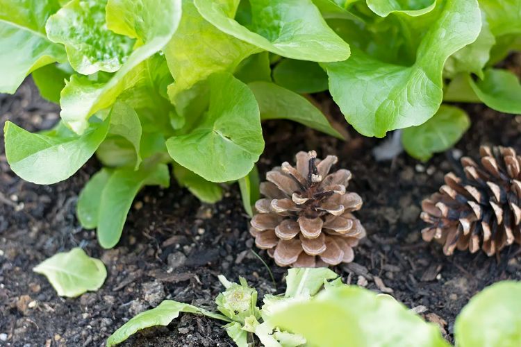 astuces utilisation des pommes de pin au jardin potager en été pour savoir si mes plantes ont soif