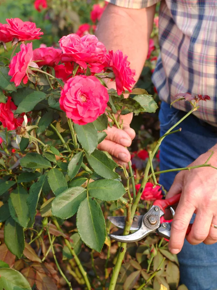 astuces vidéo tuto comment où couper les fleurs fanées des rosiers grimpants tige foliole rosier