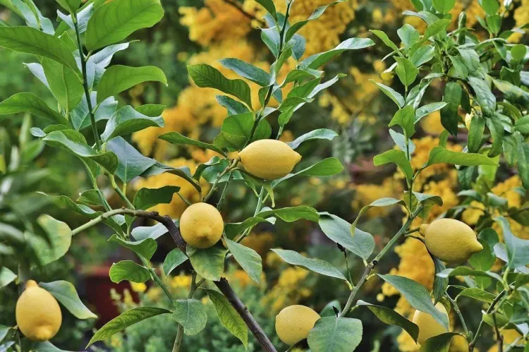 au bout de combien de temps arbre donne des citrons