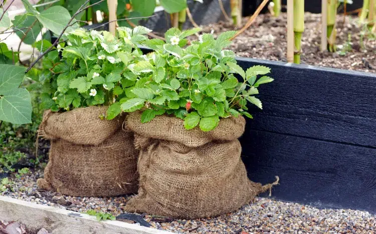avantages et inconvénients d'un potager en sac potager en sac terreau jardin balcon terrasse fumier terre bacsac culture tendance 2023 tomates legumes