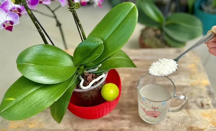 bienfaits utilisation eau de riz pour arroser les orchidées en pot engrais naturel pour booster croissance floraison orchidée phalaenopsis