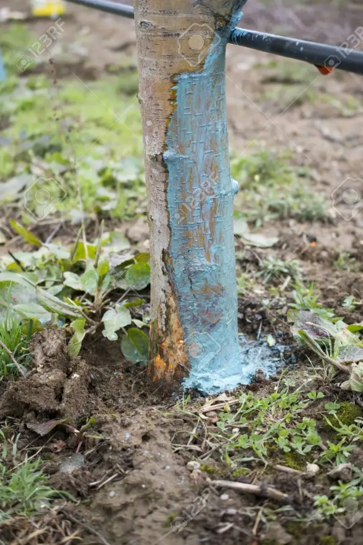 bouille bordelaise pour protéger les arbres fruitiers des maladies au jardin en été