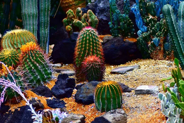 cactus plantes succuluntes sans arrosage qui aiment la chaleur et la secheresse canicule été jardin rocaille