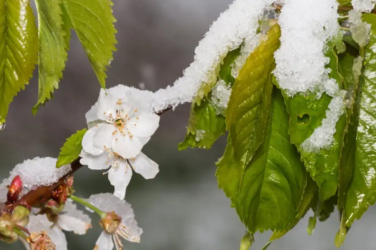 cerisier comment améliorer la récolte protéger du froid