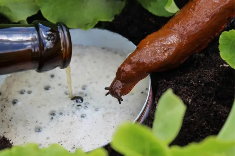 chasser les limaces remèdes naturelles jardin bière