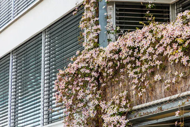 clématite plante brise vue pour balcon qui pousse vite avec des fleurs