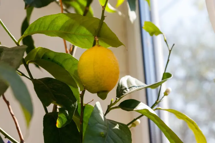 combien de lumière pour entretenir un citronnier en pot