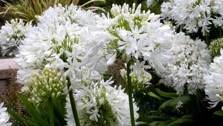comment avoir de belles agapanthes conseils entretien fleurs blanches