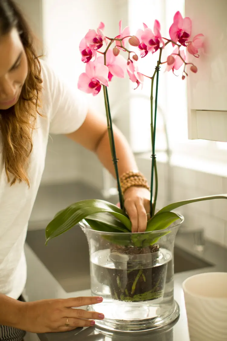comment bien arroser une orchidée pour stimuler une nouvelle pousse floraison