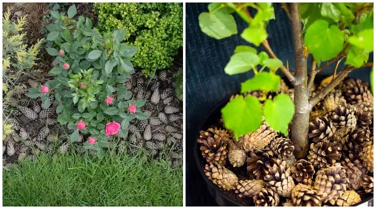 comment conserver de l'eau au jardin en été avec des pommes de pin utilisation potager paillis naturel plantes jardin pleine terre pot