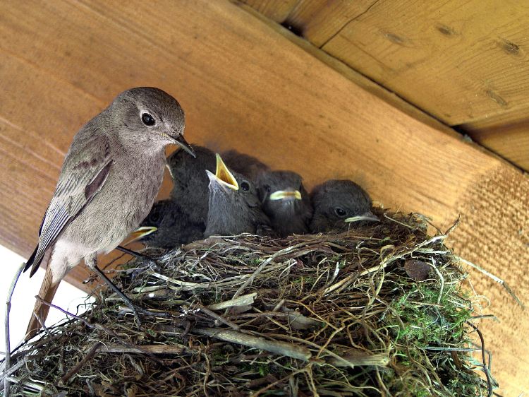 comment déplacer un nid d'oiseau