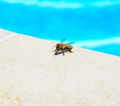 comment éloigner les guêpes de la piscine naturellement