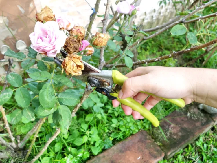 comment enlever les fleurs fanées des rosiers grimpants pour les faire refleurir été astuces couper foliole tige oeil