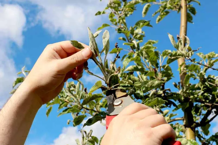 comment entretenir et tailler les arbres fruitiers en été pour booster la fructification et les protéger des maladies et parasites