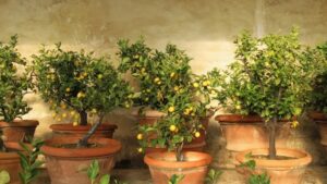 comment entretenir un citronnier en pot en été