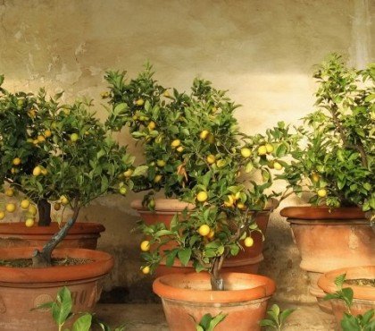 comment entretenir un citronnier en pot en été