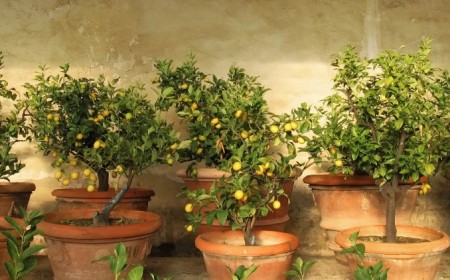 comment entretenir un citronnier en pot en été