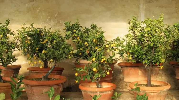 comment entretenir un citronnier en pot en été