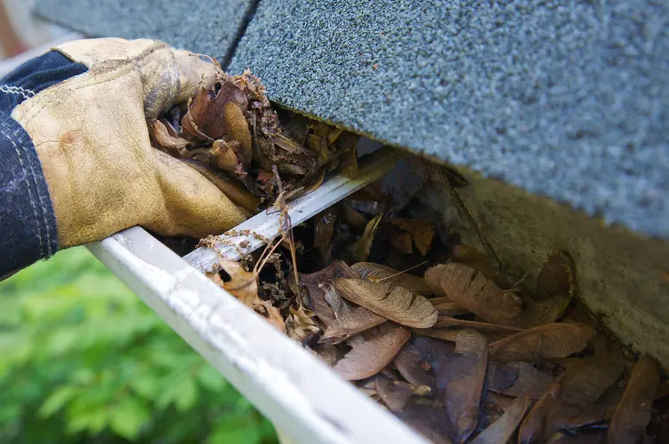 comment éviter prolifération des moustiques au jardin nettoyer gouttières