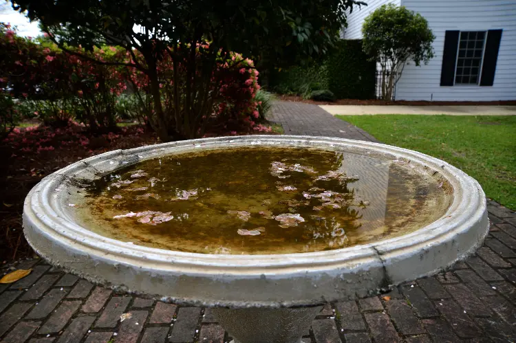 comment éviter prolifération des moustiques jardin bassin eau stagnante