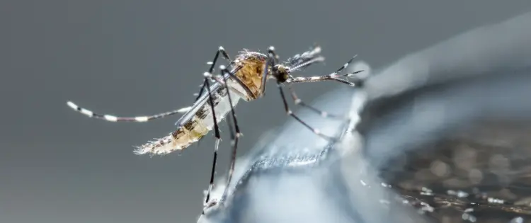 comment éviter prolifération des moustiques jardin eau de pluie bain oiseaux